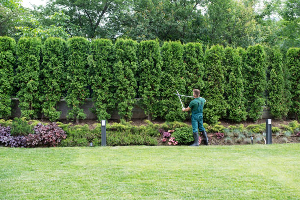 Residential Tree Removal in Chariton, IA